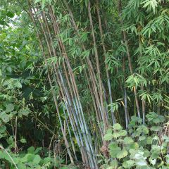 Fargesia papyrifera Blue Dragon
