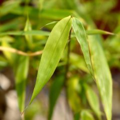 Fargesia scabrida Asian Wonder