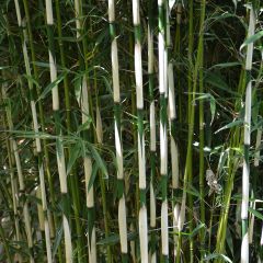 Fargesia robusta Pingwu