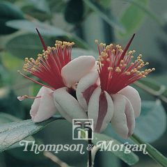 Feijoa sellowiana em sementes