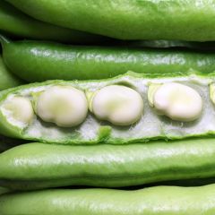 Fava Branca extra precoce