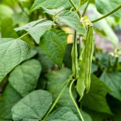Fava Sutton