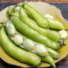 Fava melhorada Driemaal Wit