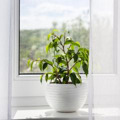 Ficus benjamina Exotica - Figueira-benjamim