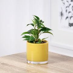 Ficus benjamina Natasja - Figueira-benjamim