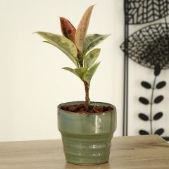 Ficus elastica Shivereana - Borracheira