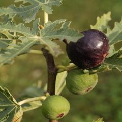 Figueira Ice Crystal - Ficus carica