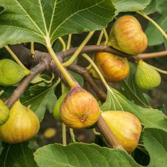 Figueira Madalena das Duas Estações - Ficus carica