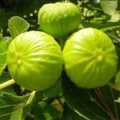 Figueira Nazareth - Ficus carica