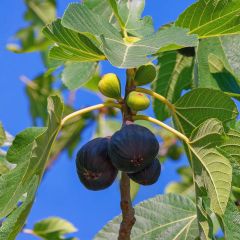 Figueira Preta de Bellone - Ficus carica