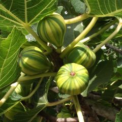 Figueira Panachée - Ficus carica