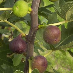 Figueira Vermelha de Bordéus - Ficus carica