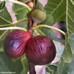 Figueira Violette Dauphine