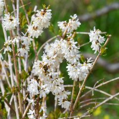 Abeliophyllum distichum