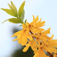 Forsítia viridissima Citrus Swizzle