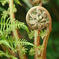 Dicksonia antarctica