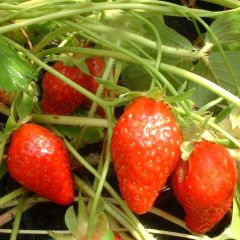 Morango Ciflorette (não remontante)