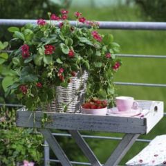Morangueiro Toscana Deep Rose F1 em mini-torrões