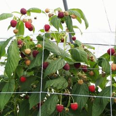 Framboeseiro Heritage remontante Bio - Rubus idaeus