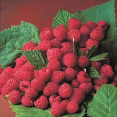 Framboeseiro Magnific Delbard Georges Delbard - Rubus idaeus