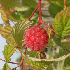 Framboeseiro Malling Promise não remontante - Rubus idaeus