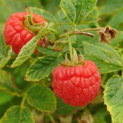 Framboeseiro anão Little Sweet Sister - Rubus idaeus