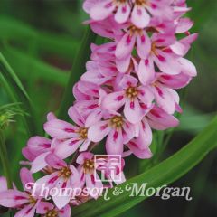 Francoa sonchifolia Pink Giant em sementes