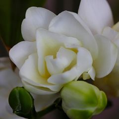 Frésia Double Branco