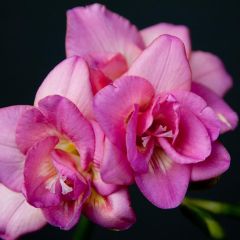 Frésia Double Rosa