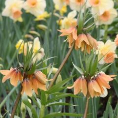 Fritillaria imperialis Tchaikovsky - Coroa-imperial