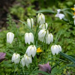 Fritillaria meleagris Alba - Fritilária-pintada