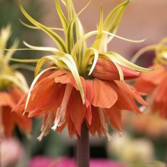 Fritillaria imperialis Aureomarginata - Coroa-imperial