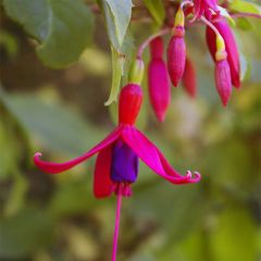 Fúcsia magellanica Genii
