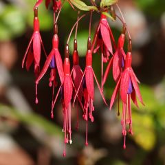 Fúcsia magellanica Riccartonii