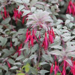 Fúcsia magellanica Versicolor