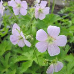 Gerânio Chatto - Geranium maculatum