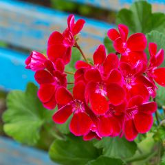 Sardinheira Flower Fairy Velvet