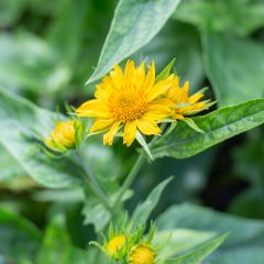 Gailárdia aristata Maxima Aurea (Chloe)