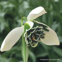 Galanthus nivalis f. pleniflorus Dionysus - Campainha-de-inverno