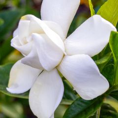 Gardénia jasminoides Summer Snow