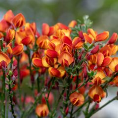 Cytisus scoparius Lena