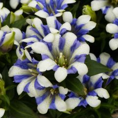 Gentiana scabra Royal Stripes