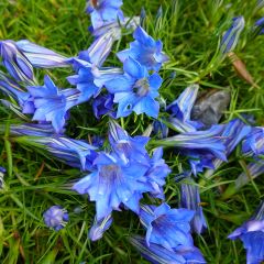 Gentiana sino