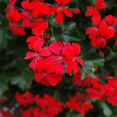 Gerânio Hera Balcon Imperial Vermelho