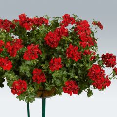 Gerânio Hera Ruby