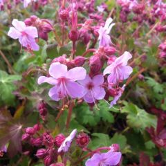 Gerânio Olympos - Geranium macrorrhizum