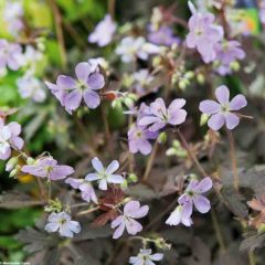 Gerânio Espresso - Geranium maculatum