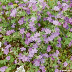 Gerânio Bill Wallis - Geranium pyrenaicum