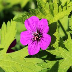 Gerânio Ann Folkard - Geranium