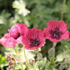 Gerânio Jolly Jewel Salmon - Geranium cinereum
